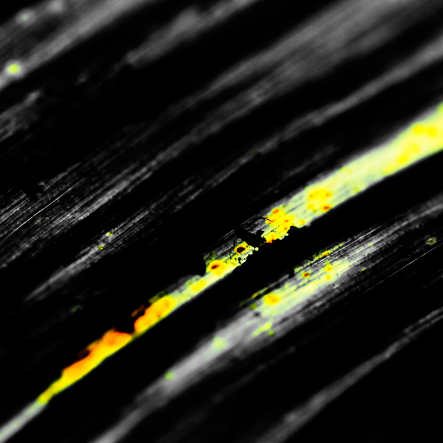 Dark Leaf II - ID 009244