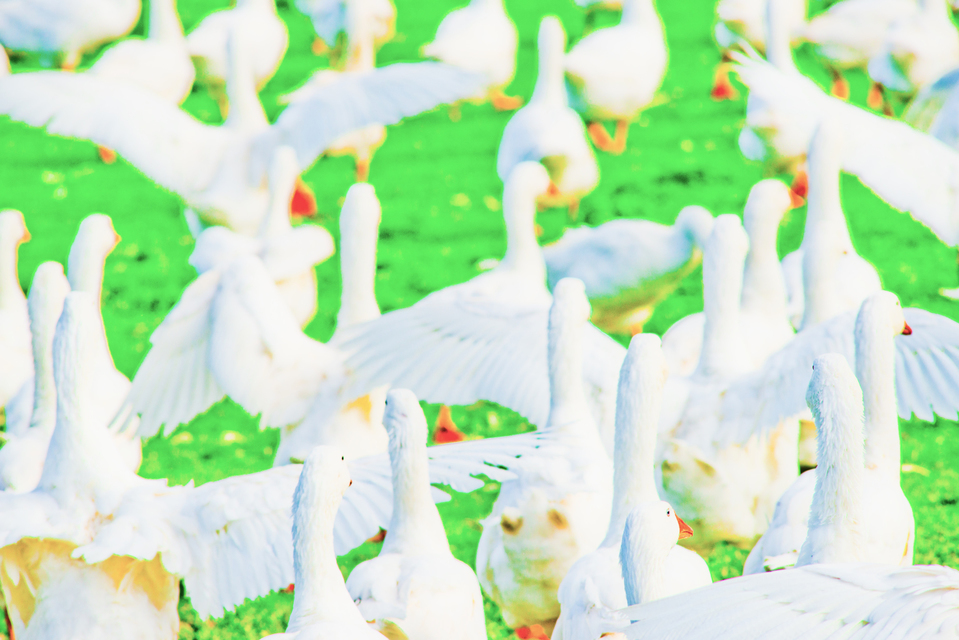 Geese III - ID 009248