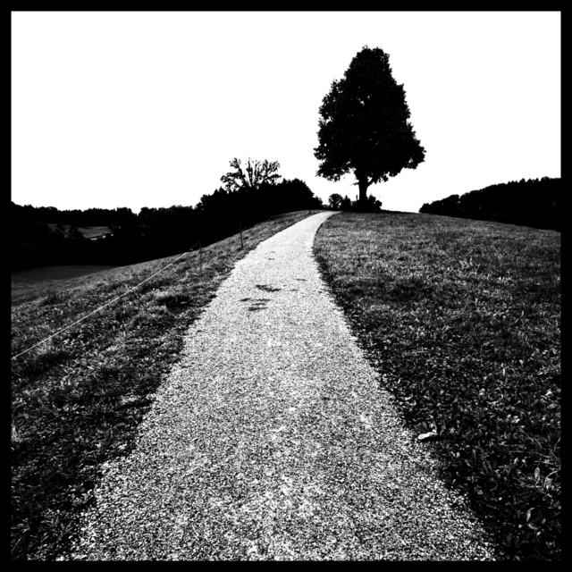 Tree on Hill - ID 009260