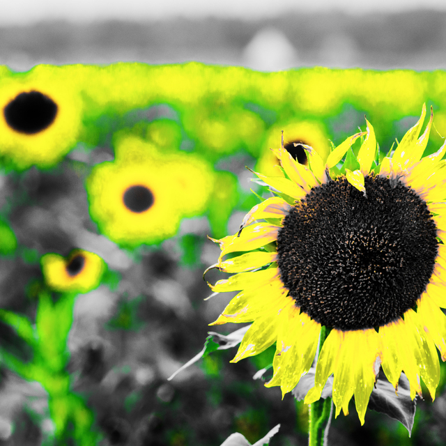 Sunflower Field III - ID 009265