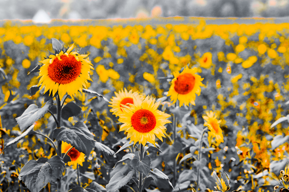 Sunflower Field IV - ID 009266