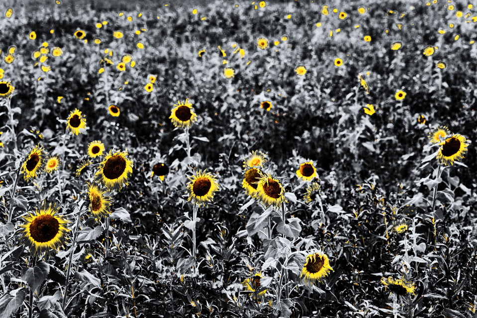 Sunflower Field V - ID 009269