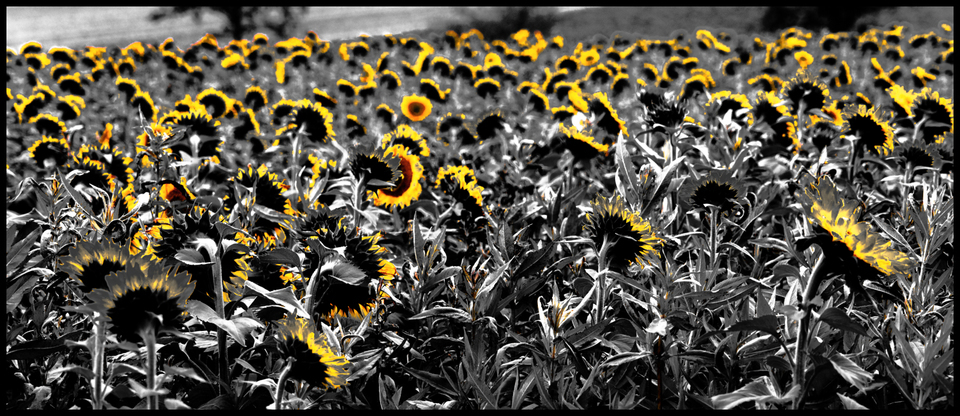 Sunflower Field VI - ID 009270