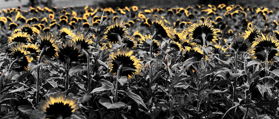 Sunflower Field VII - ID 009271