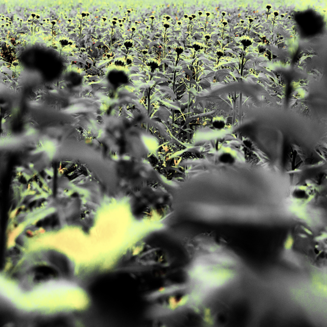 Green Sunflower III - ID 009277