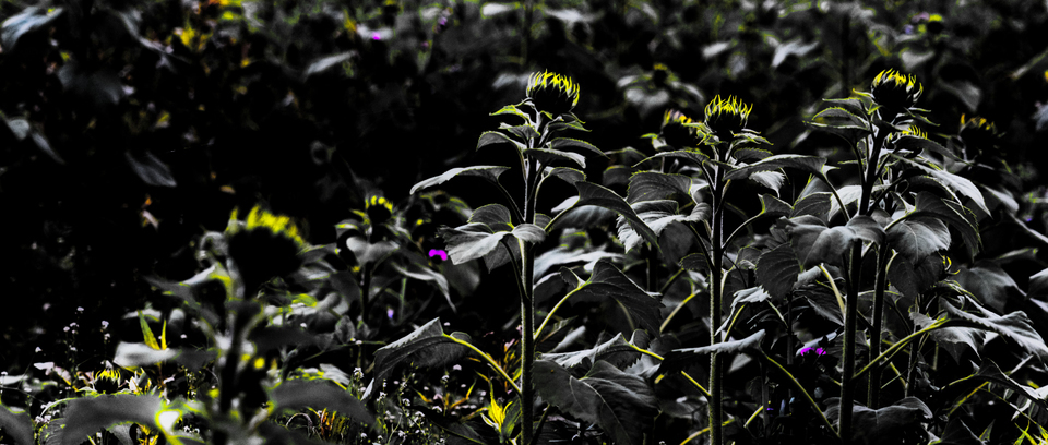 Green Sunflower V - ID 009279