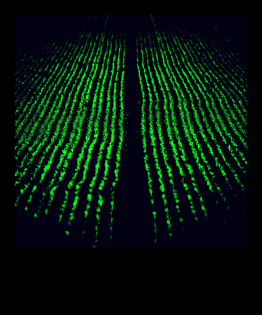 New Green IV - ID 009285