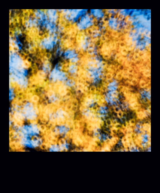 Fall Tree - ID 009289