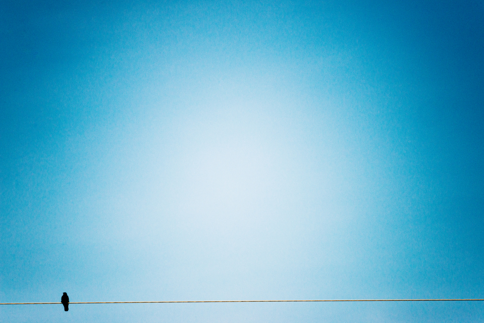 Bird on Wire - ID 009294