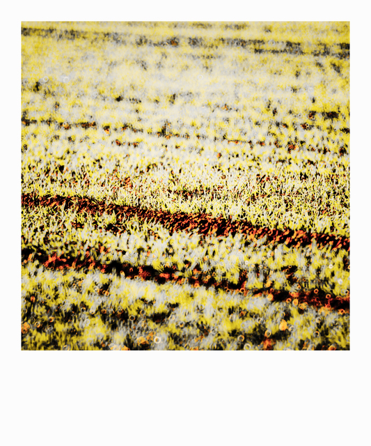 Early Field I - ID 009297