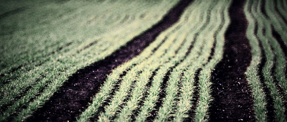 Early Field I - ID 009298