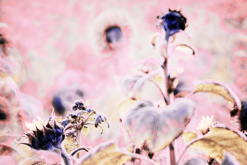 Pink Sunflower I - ID 009310