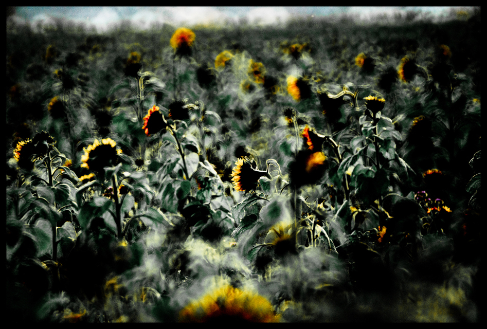 Evening Sunflower II - ID 009313