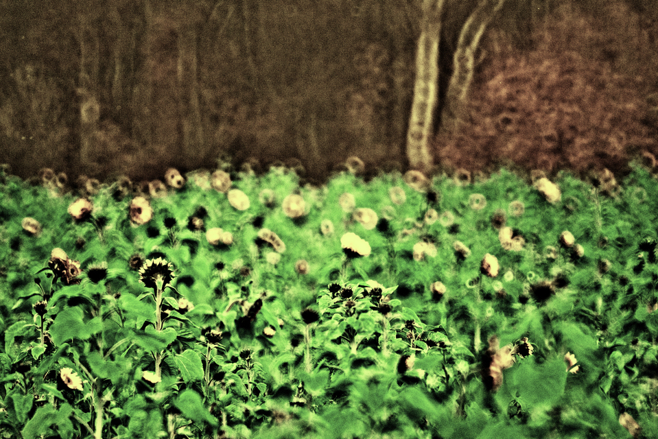 Sunflower in front of Forest I - ID 009315
