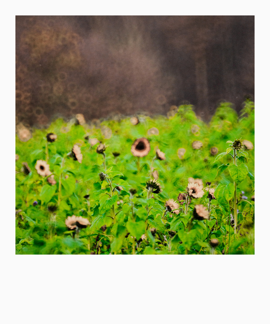 Sunflower in front of Forest II - ID 009316