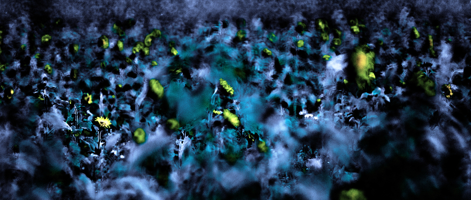 Blue Sunflower Field - ID 009317