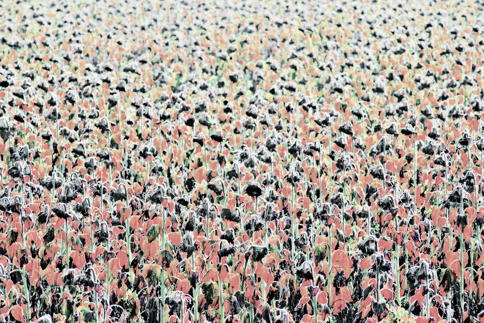 Sun Field I - ID 009328