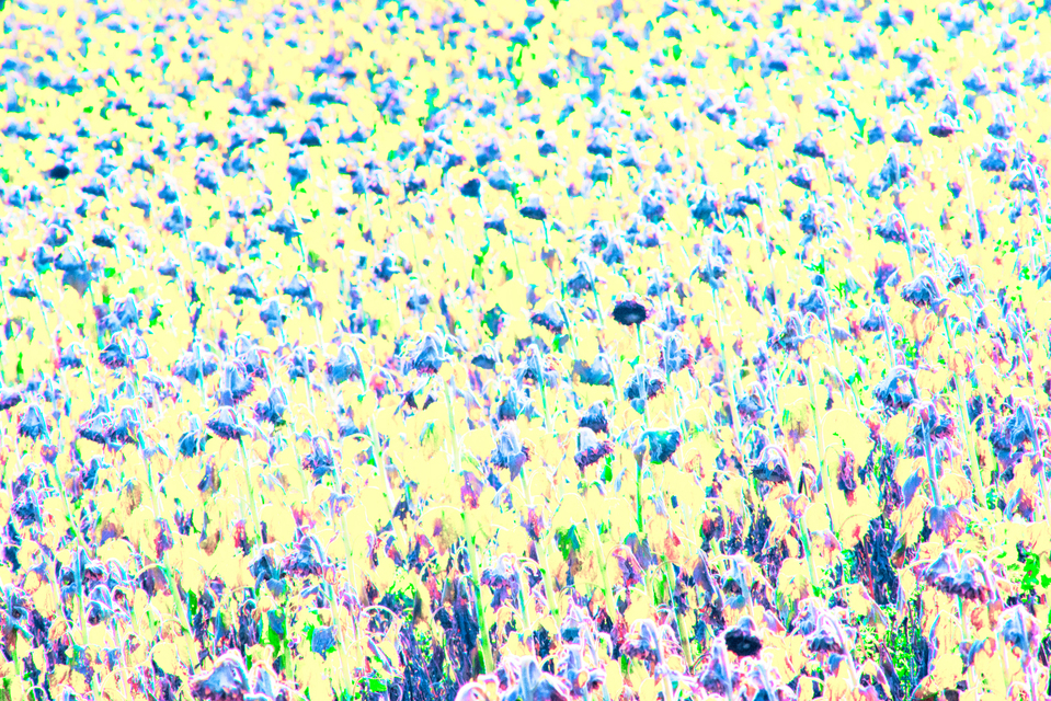 Sun Field III - ID 009330