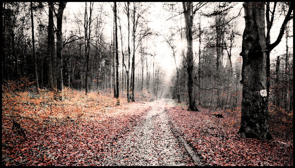 Forrest Lane - ID 009331