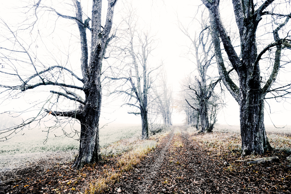 Chestnut Lane II - ID 009336