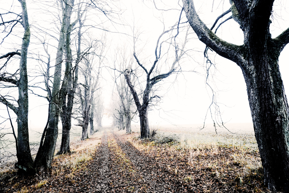 Chestnut Lane III - ID 009337