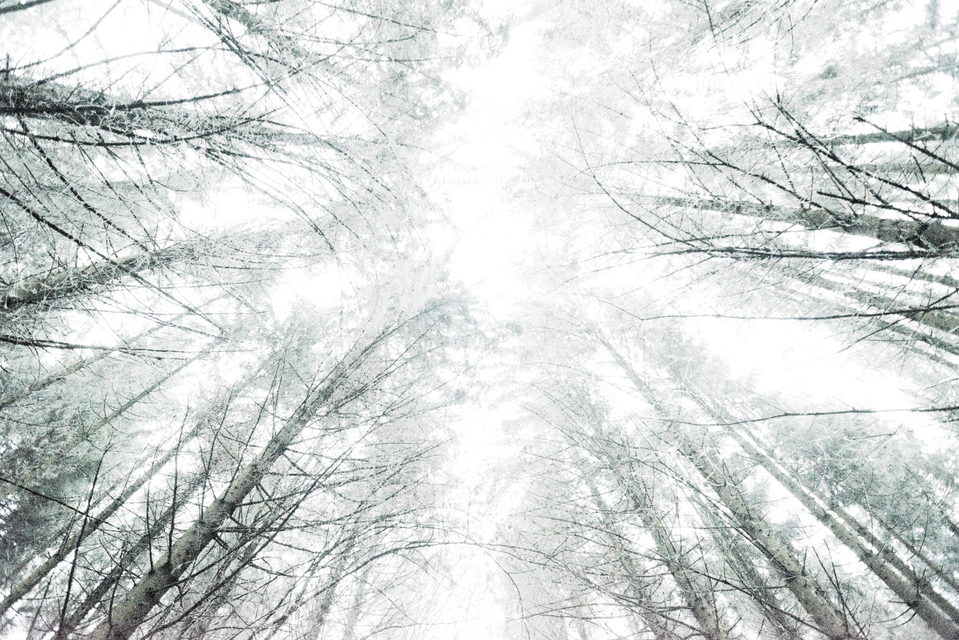 Softwood II - ID 009342