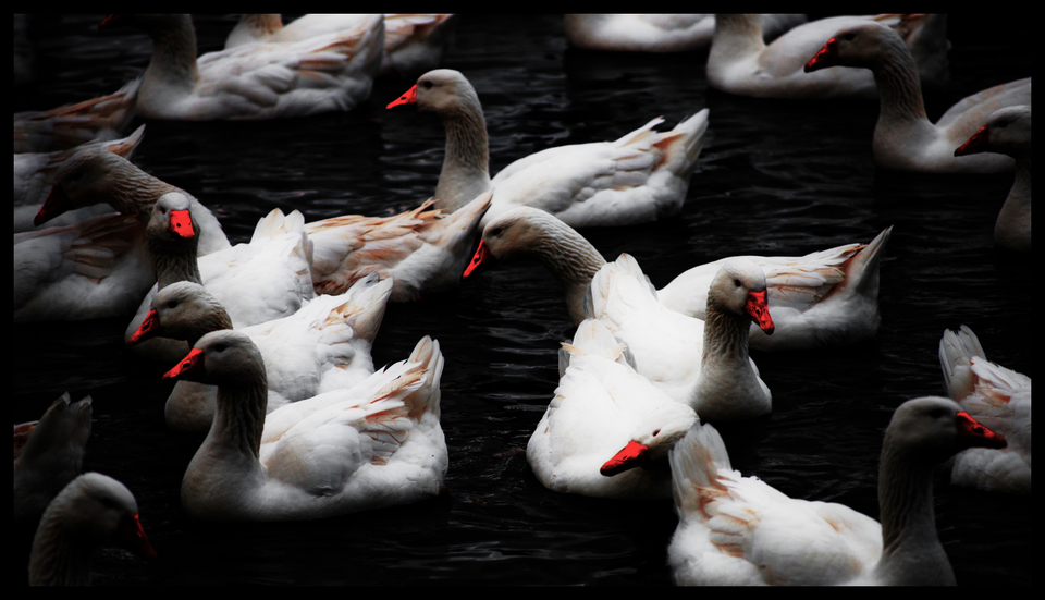 Geese on Water I - ID 009356