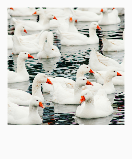 Geese on Water III - ID 009358