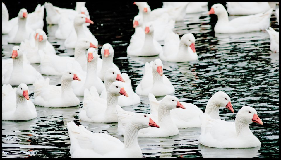 Geese on Water IV - ID 009359