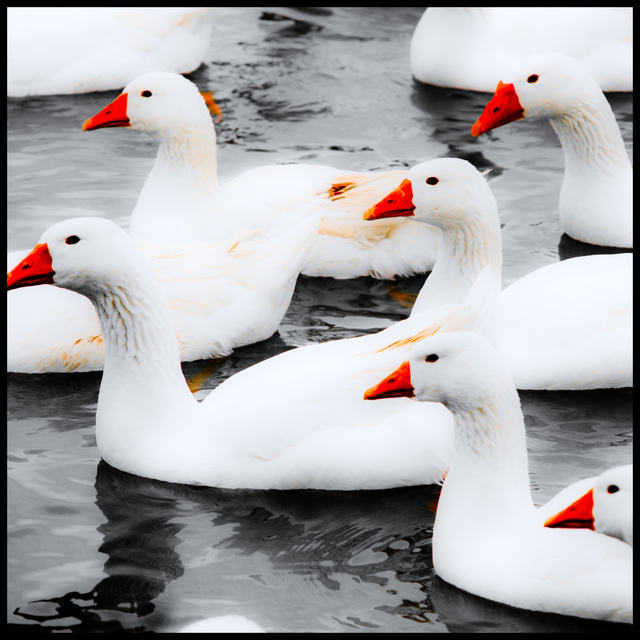 Geese on Water V - ID 009360