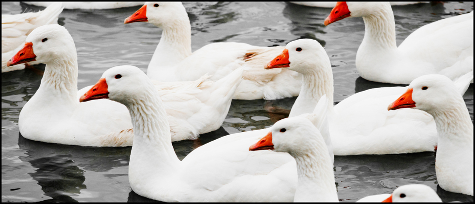 Geese on Water VI - ID 009361