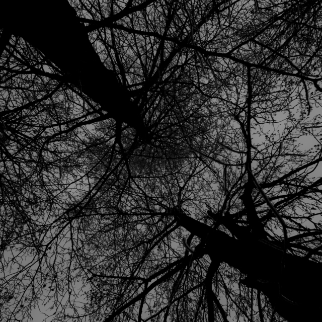 Branches and Leaves IV - ID 009374