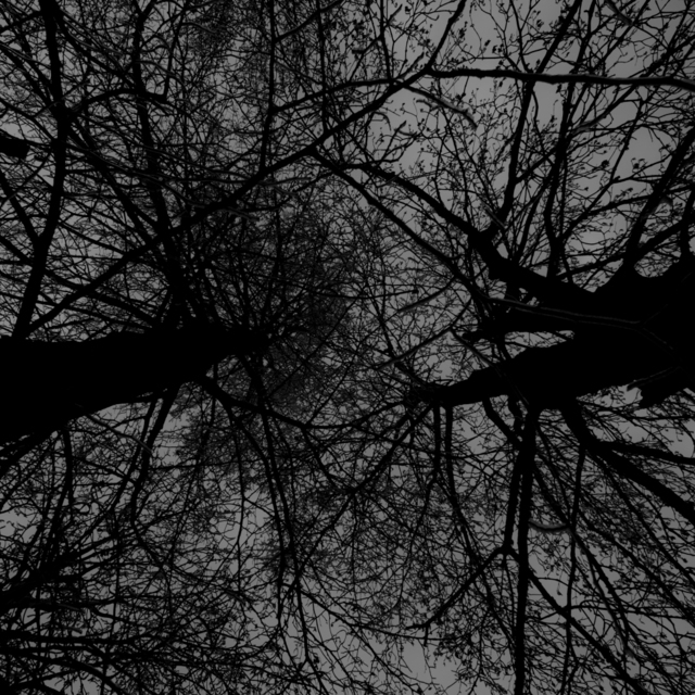 Branches and Leaves VI - ID 009376