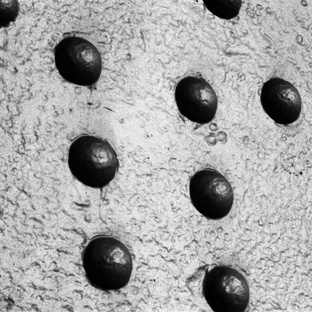 Bridge Bolts - ID 009380