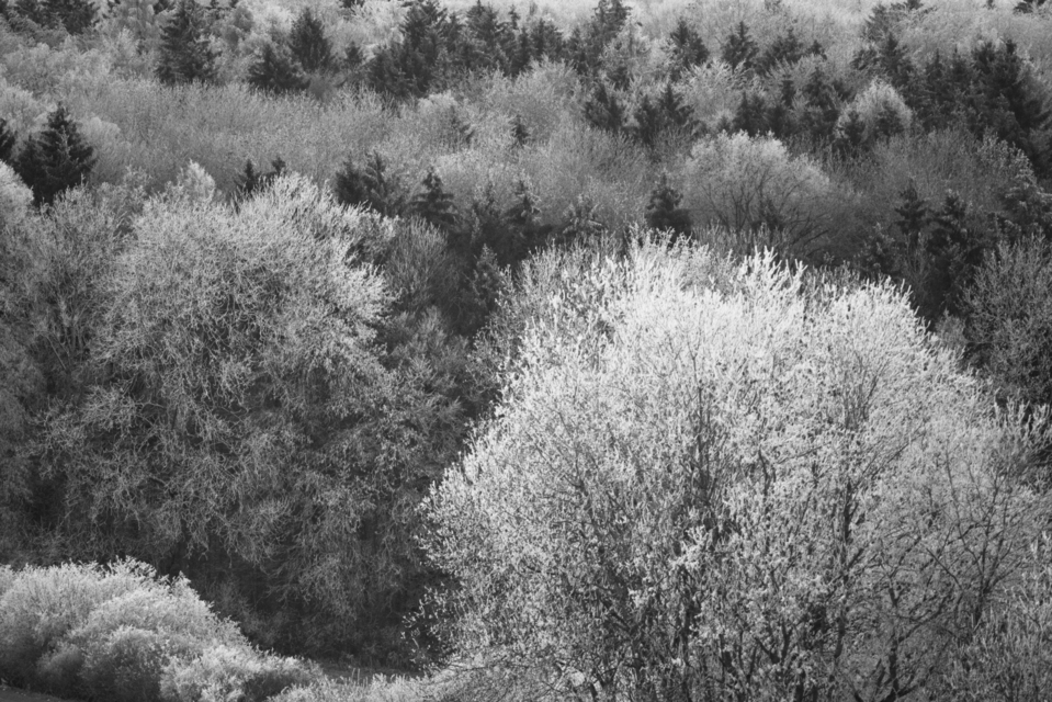 Trees with Snow I - ID 009385