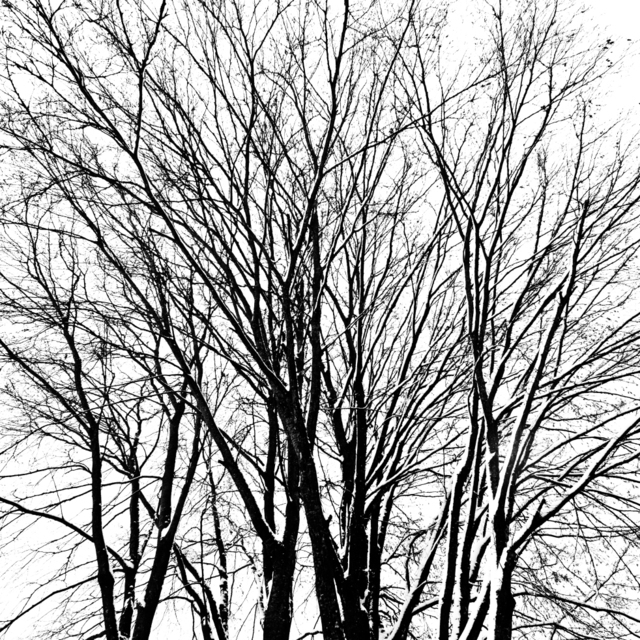 Winter Trees Colors - ID 009397