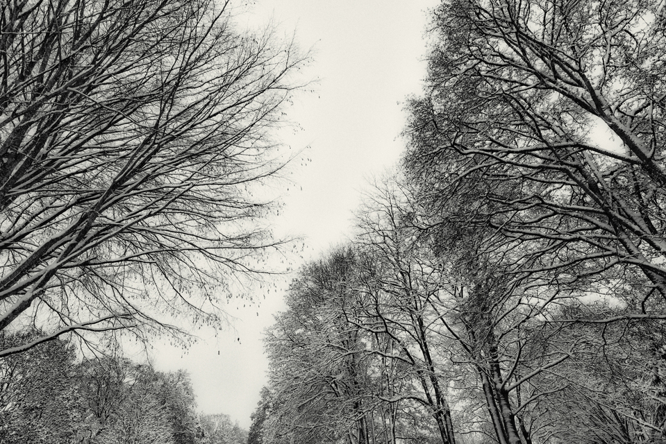 Winter Trees - ID 009398