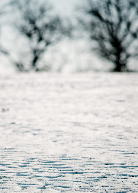 Snow in front of Trees - ID 009487
