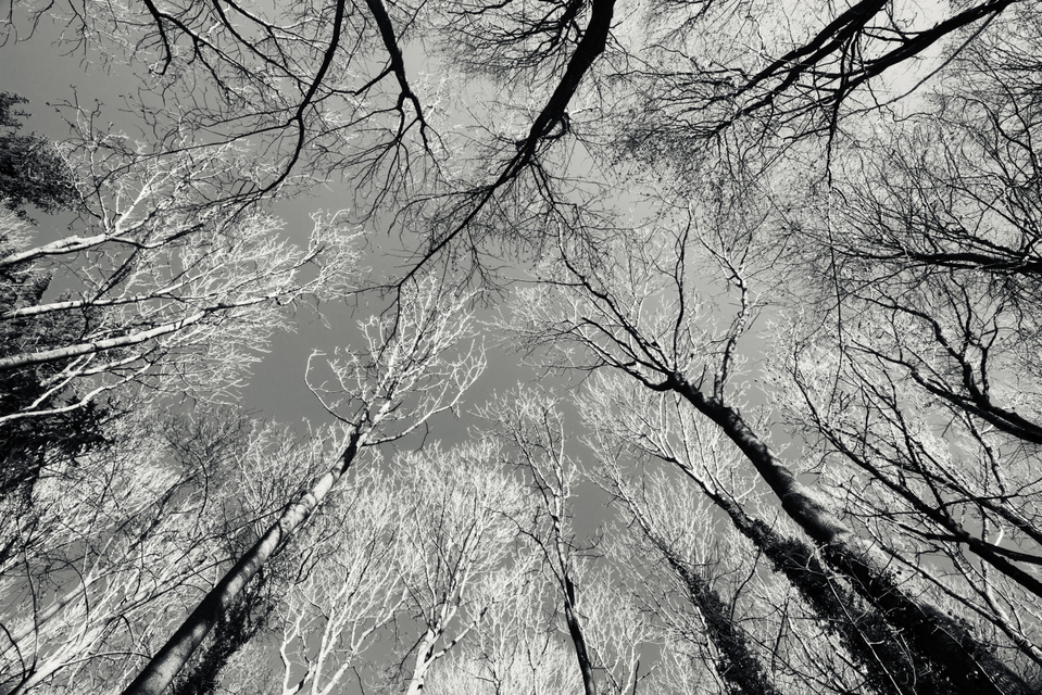 Trees in Sun II - ID 009490