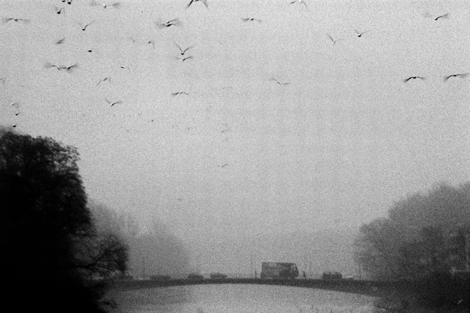 Danube Birds - ID 009550