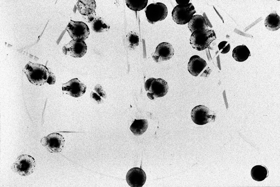 Light Balls I - ID 009551