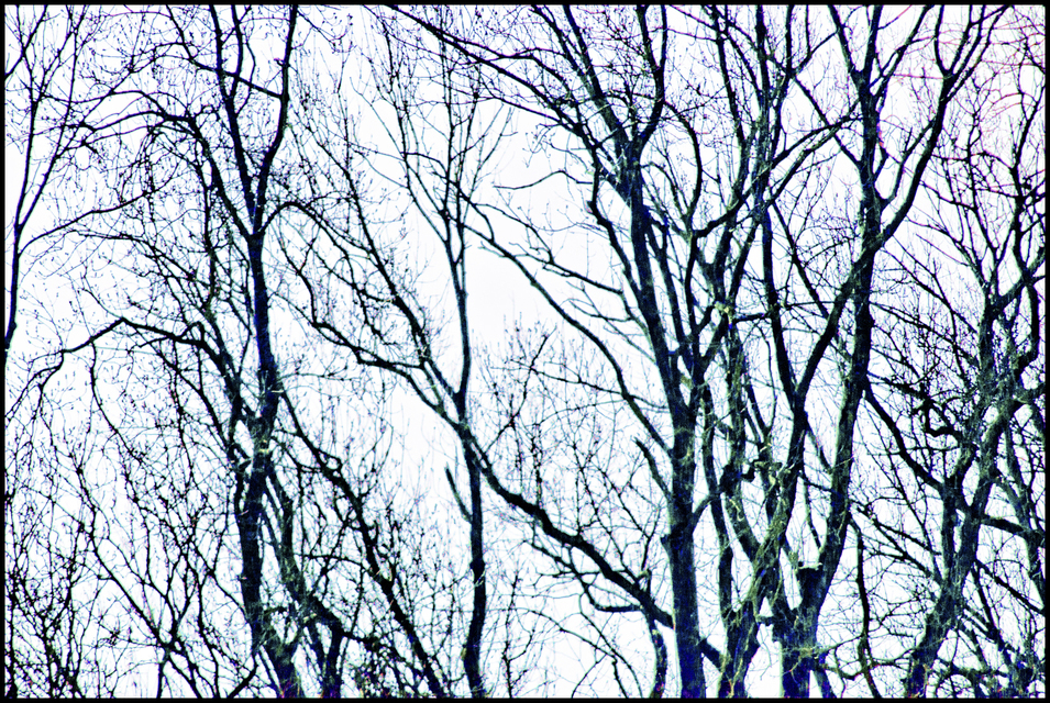 Winter Trees against Sky I - ID 009561