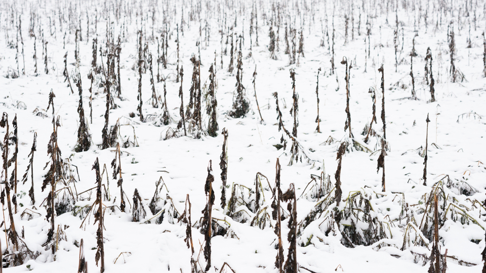 Winter Sunflower II - ID 009564