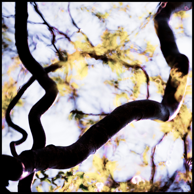 Twirl First Green II - ID 009566