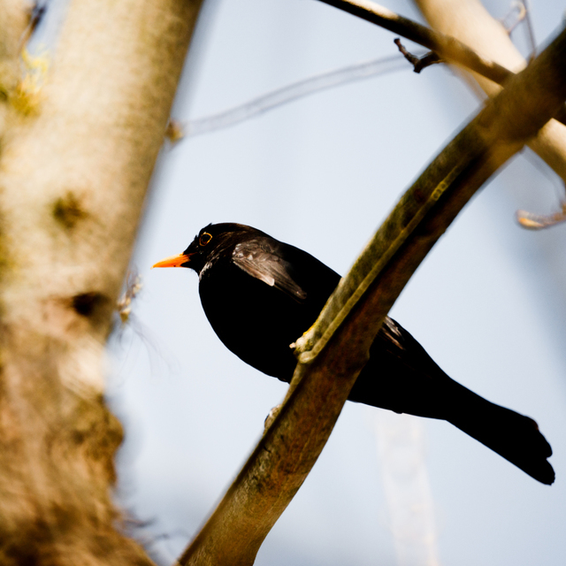 Blackbird - ID 009567