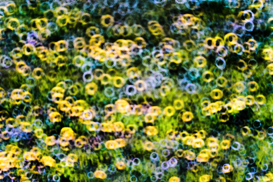 Multicolor Circles - ID 009569