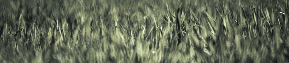 Above Ground - ID 009570