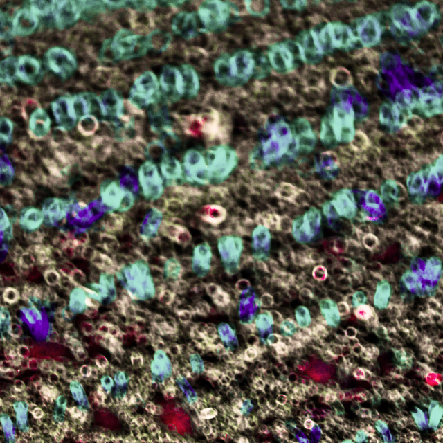 Multi Color Circles - ID 009577