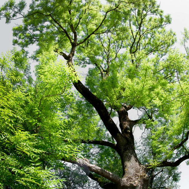 Tree Branch - ID 009583