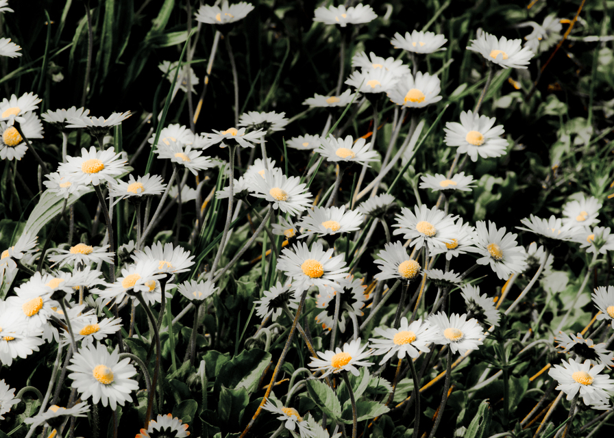 Leucanthemum I - ID 009597